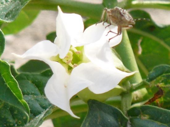 Datura stramoine - Datura stramonium