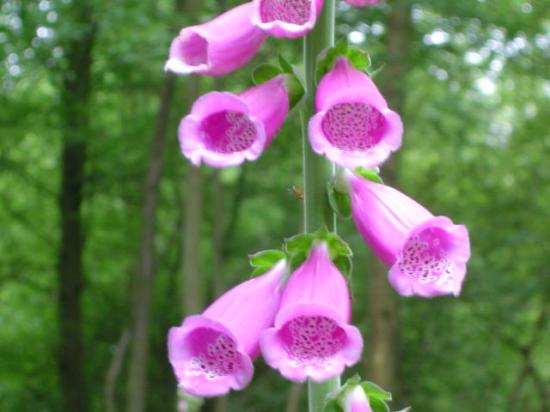 Digitale pourprée - Digitalis purpurea