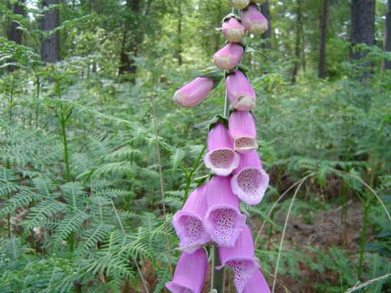 Digitale pourprée - Digitalis purpurea