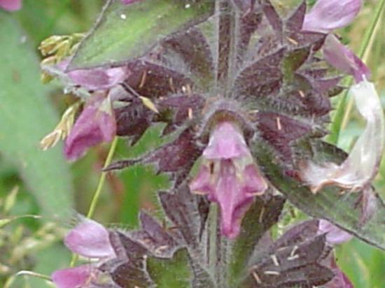 Epiaire des Alpes - Stachys alpina