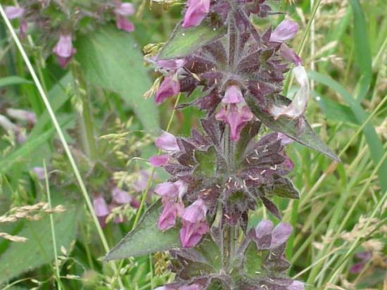 Epiaire des Alpes - Stachys alpina