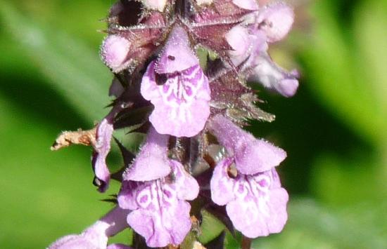 Epiaire des marais - Stachys palustris