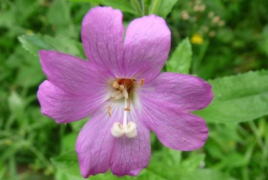 Epilobe hérissé -  Epilobium hirsutum