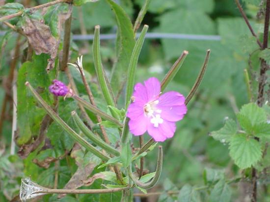 Epilobe hirsute - Epilobium hirsutum