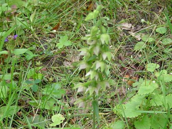 Helléborine à larges feuilles - Epipactis helleborine