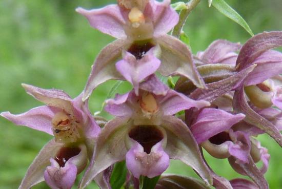 Epipactis à larges feuilles - Epipactis helleborine