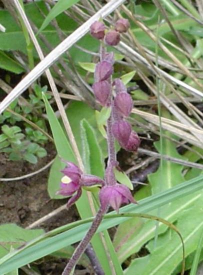 Epipactis pourpre - Epipactis purpurea (atrorubens)