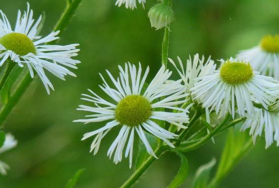 Erigéron annuel ou Vergerette - Erigeron annuus