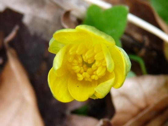 Ficaire - Ranunculus ficaria