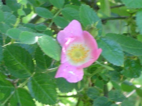 Rosier rouillé (fleur) - Rosa rubiginosa