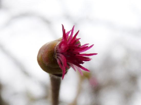 Noisetier ou Coudrier (fleur) - Corylus avellana