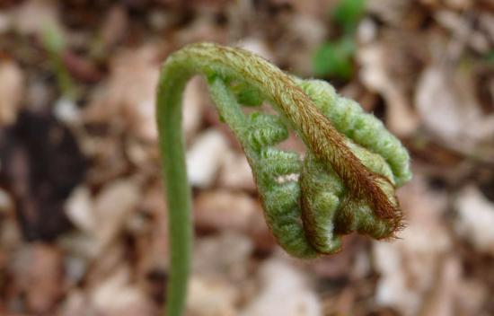 Fougère aigle - Pteridium aquilinum