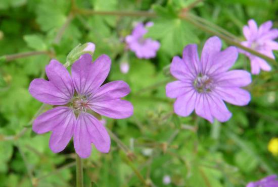 Géranium des Pyrénées - Geranium pyrenaicum