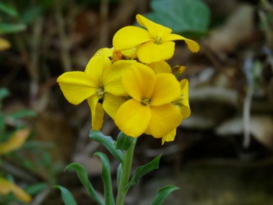 Giroflée des murailles - Cheiranthus cheiri