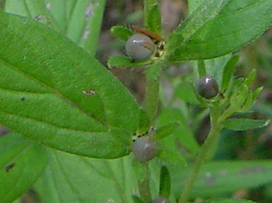 Grémil officinal (Herbe aux perles) - Lithospermum officinale