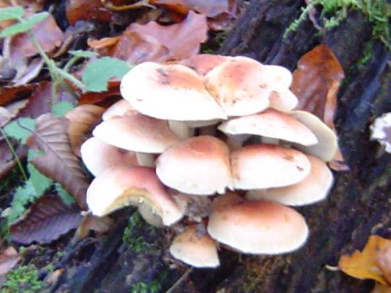 Hypholome en touffes - Hypholoma fasciculare