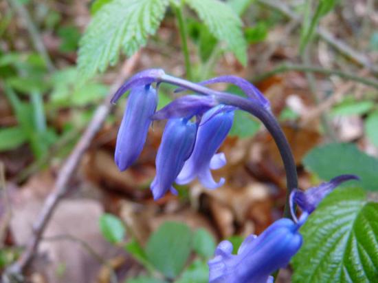 Jacinthe des bois - Hyacinthoides non-scripta