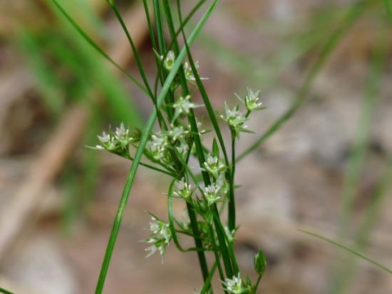 Jonc grêle - Juncus tenuis