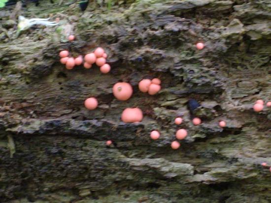 Lait de loup - Lycogala epidendrum