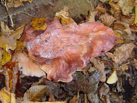 Langue de boeuf - Fistulina hepatica