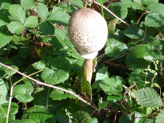 Lépiote élevée ou Coulemelle - Macrolepiota procera