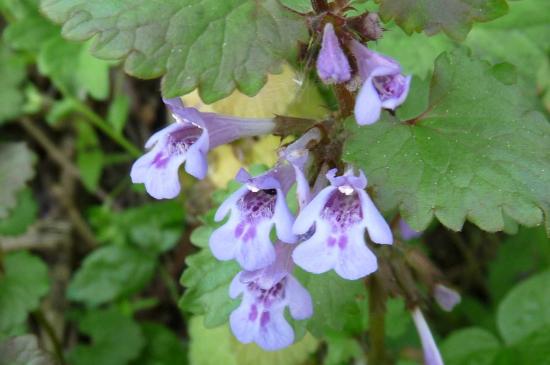 Lierre terrestre (Pied-de-chat) - Glechoma hederacea