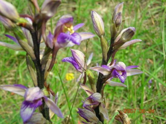 Limodore à feuilles avortées - Limodorum abortivum