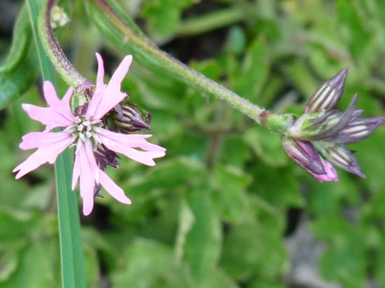 Lychnis fleur de coucou - Silene flos-cuculi