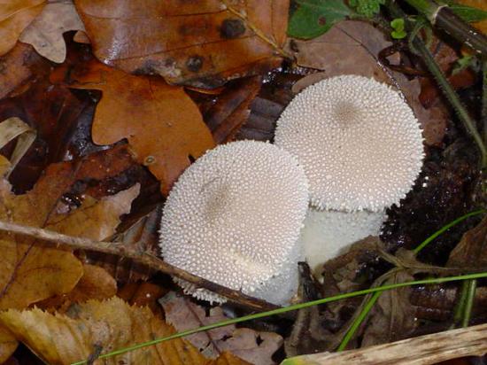 Vesse de loup perlée - Lycoperdon perlatum