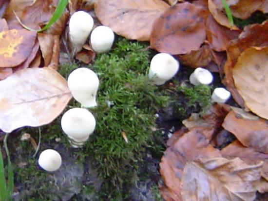 Vesse de loup en forme de poire - Lycoperdon piriforme