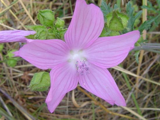 Mauve musquée - Malva moschata