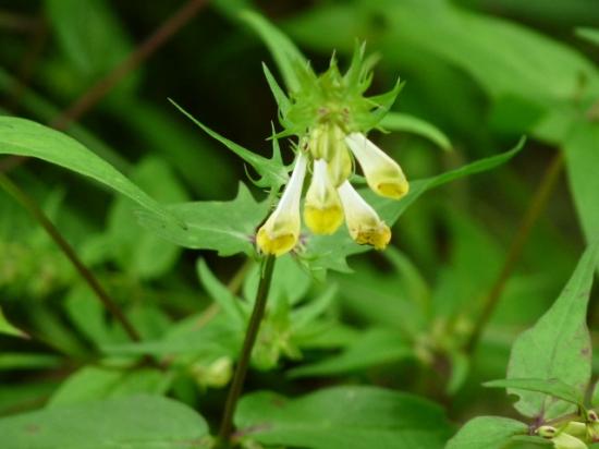 Mélampyre des prés (Cochelet) - Melampyrum pratense