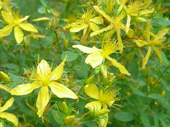 Millepertuis perforé -  Hypericum perforatum