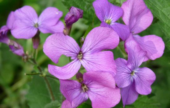 Monnaie du Pape (Lunaire) - Lunaria annua