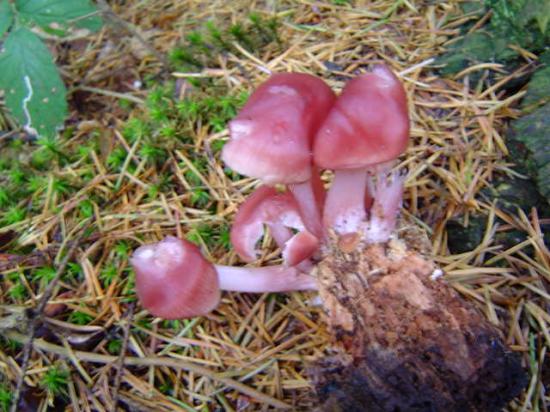 Mycène rosâtre - Mycena rosella