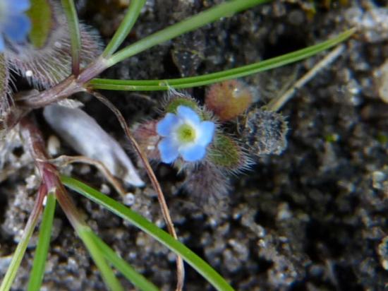 Myosotis des champs - Myosotis arvensis