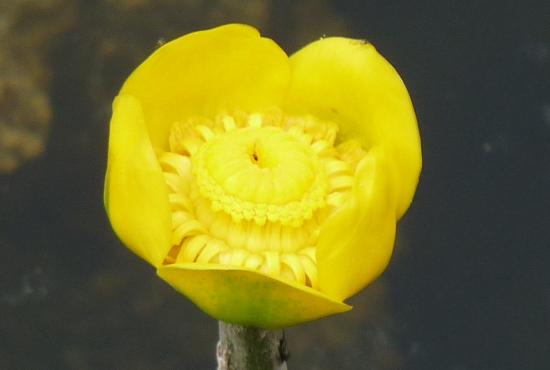 Nénuphar jaune - Nuphar lutea