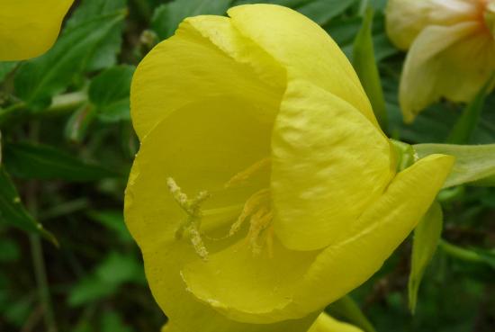 Onagre - Oenothera biennis