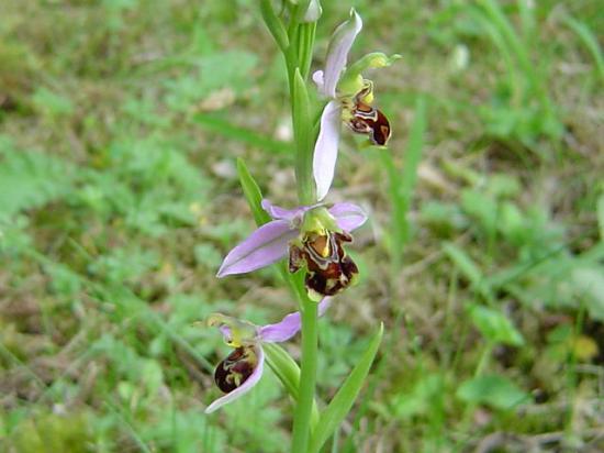 Ophrys abeille - Ophrys apifera