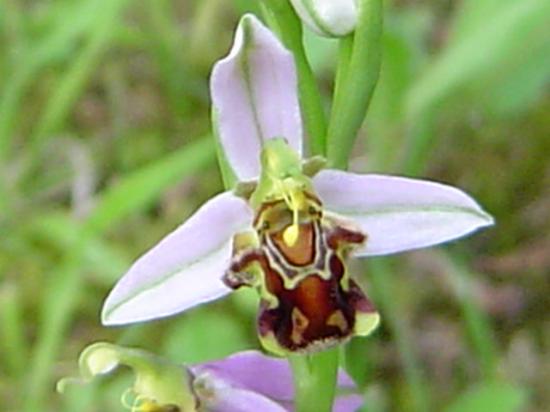 Ophrys abeille - Ophrys apifera