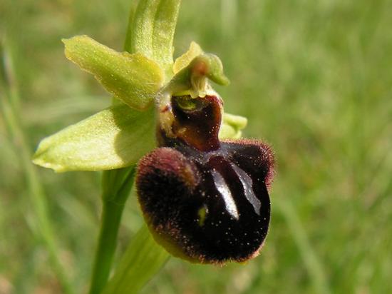 Ophrys araignée - Ophrys sphegodes