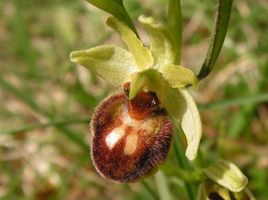 Ophrys araignée - Ophrys sphegodes