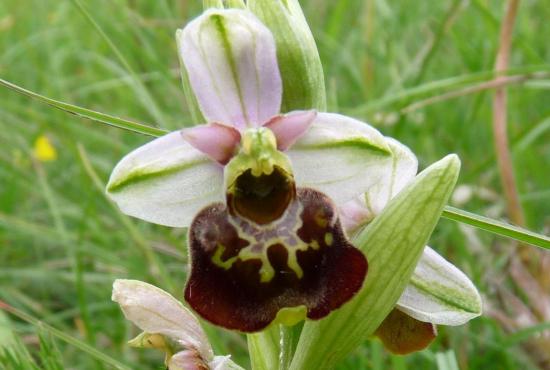 Ophrys bourdon (frelon) - Ophrys fuciflora