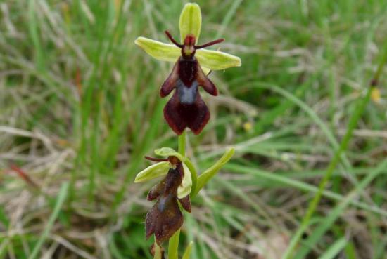 Ophrys mouche - Ophrys insectifera