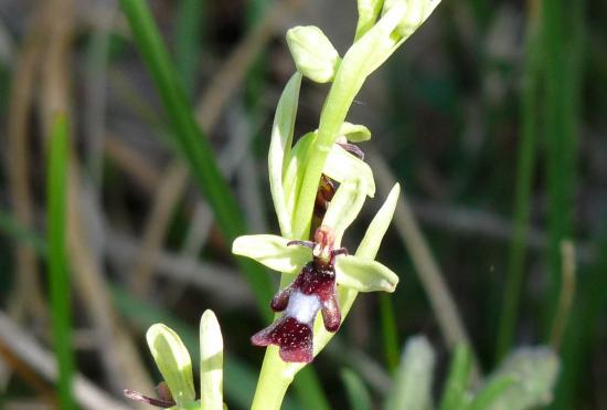 Ophrys mouche - Ophrys insectifera