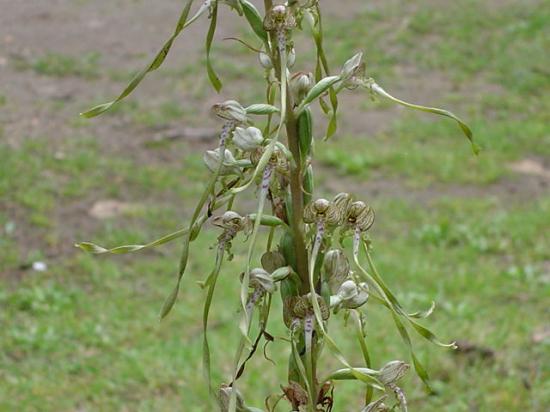 Orchis bouc - Himantoglossum hircinum