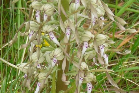 Orchis bouc - Himantoglossum hircinum