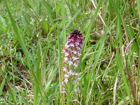 Orchis brûlé - Orchis ustulata