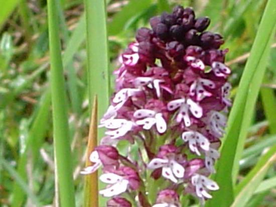 Orchis brûlé - Orchis ustulata