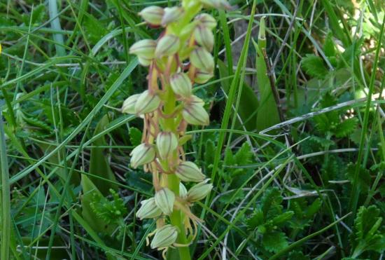 Orchis homme pendu - Orchis anthropophora